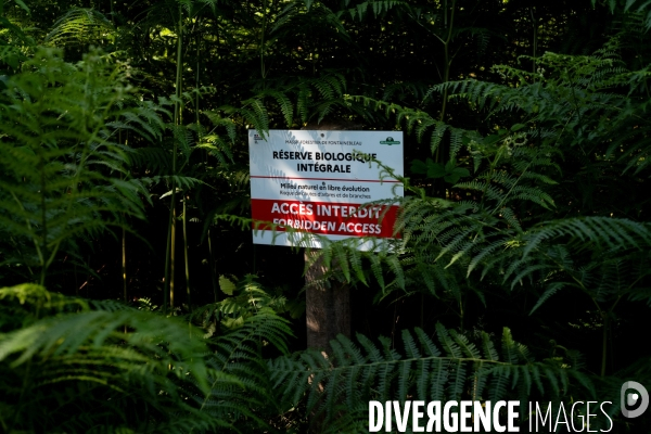 Reserve biologique de la forêt de Fontainbleau.