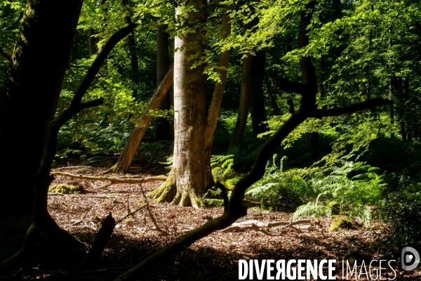Reserve biologique de la forêt de Fontainbleau.