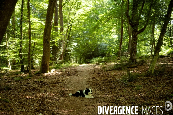 Reserve biologique de la forêt de Fontainbleau.