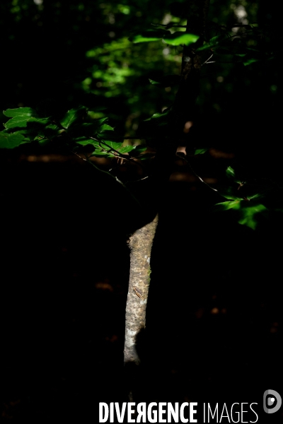Reserve biologique de la forêt de Fontainbleau.