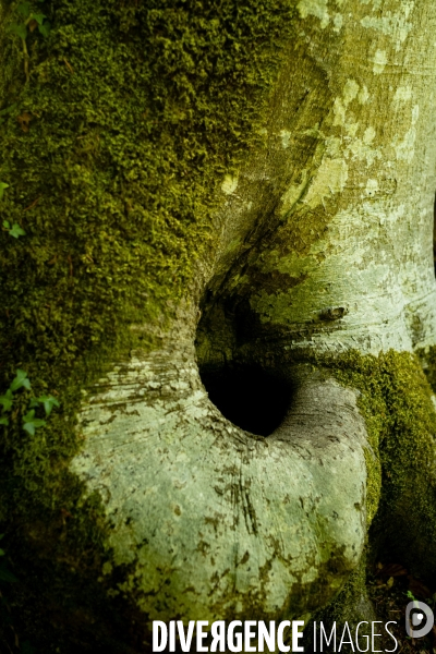 Reserve biologique de la forêt de Fontainbleau.