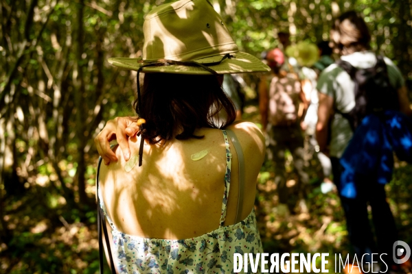 Reserve biologique de la forêt de Fontainbleau.