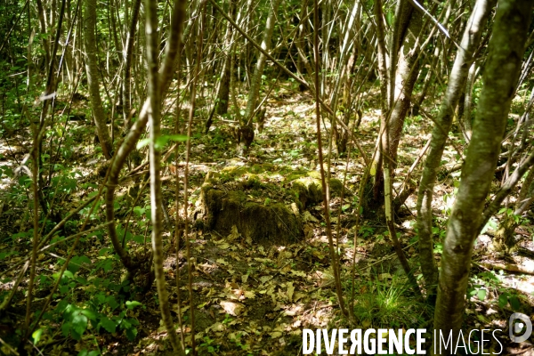 Reserve biologique de la forêt de Fontainbleau.