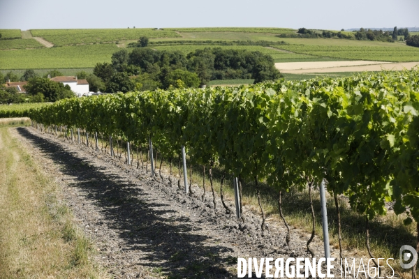 Vignobles dans la région de Cognac