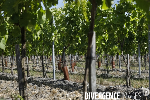 Vignobles dans la région de Cognac
