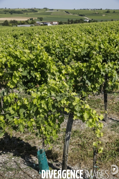Vignobles dans la région de Cognac