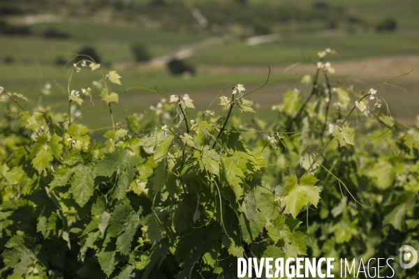 Vignobles dans la région de Cognac