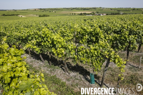 Vignobles dans la région de Cognac