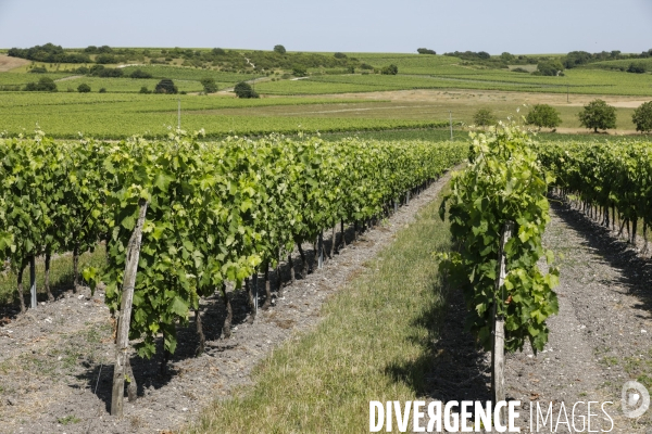 Vignobles dans la région de Cognac