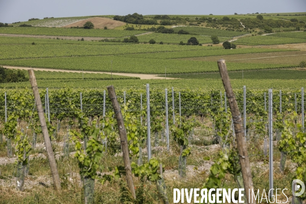 Vignobles dans la région de Cognac