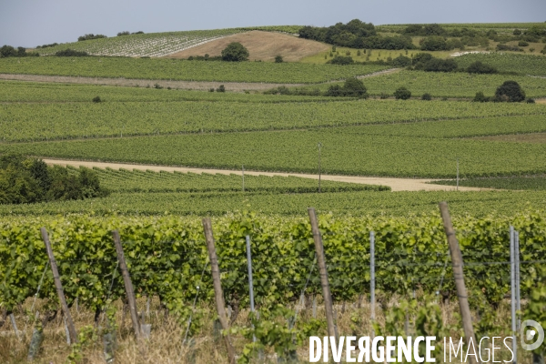 Vignobles dans la région de Cognac