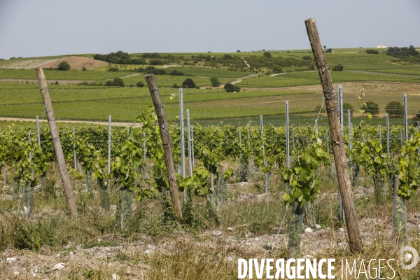 Vignobles dans la région de Cognac
