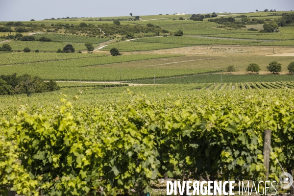 Vignobles dans la région de Cognac