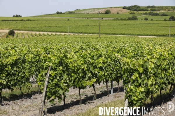 Vignobles dans la région de Cognac