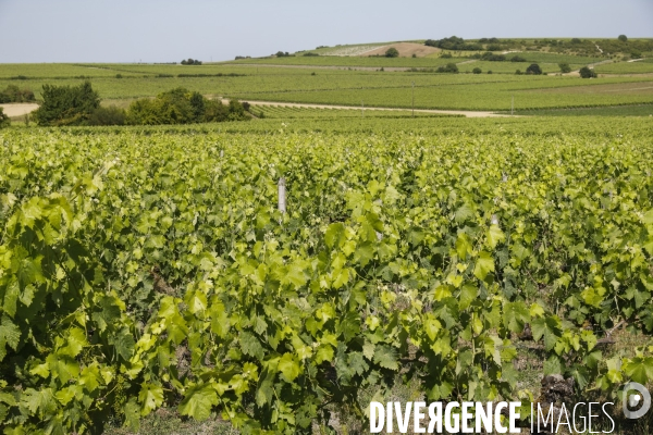 Vignobles dans la région de Cognac
