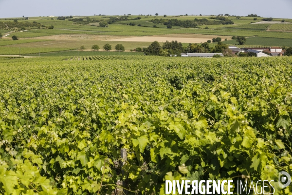 Vignobles dans la région de Cognac