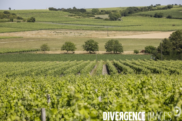 Vignobles dans la région de Cognac