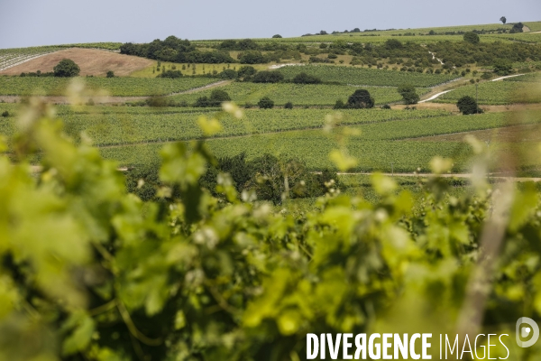 Vignobles dans la région de Cognac