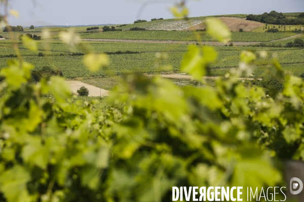 Vignobles dans la région de Cognac