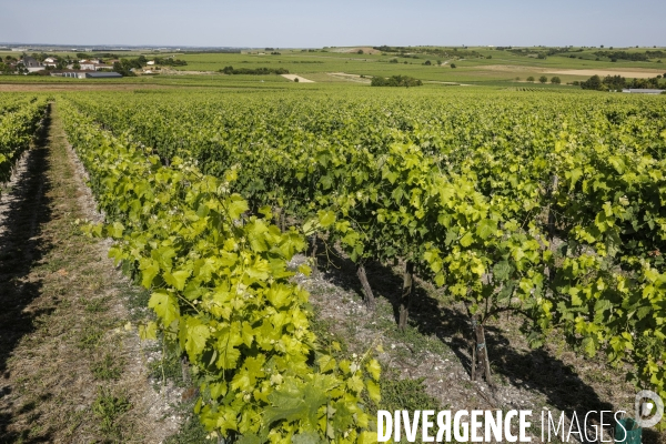 Vignobles dans la région de Cognac