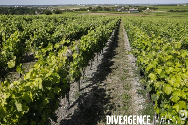 Vignobles dans la région de Cognac