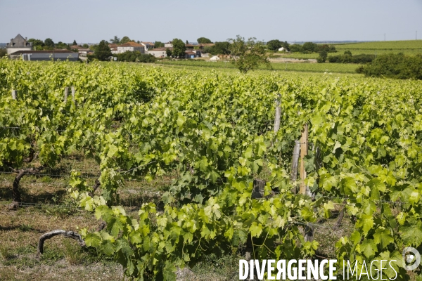 Vignobles dans la région de Cognac