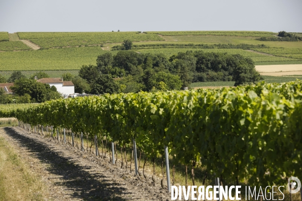 Vignobles dans la région de Cognac