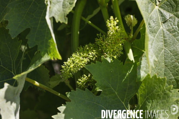 Vignobles dans la région de Cognac
