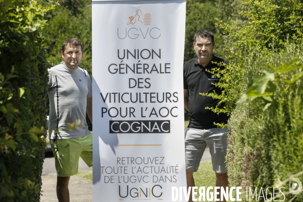 Ville de Cognac et ses vignes