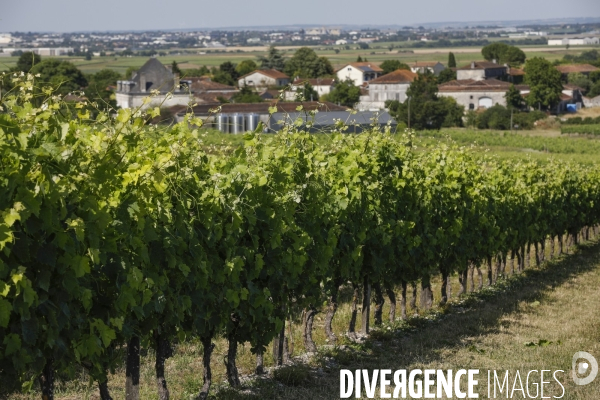 Vignobles dans la région de Cognac