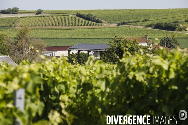 Vignobles dans la région de Cognac