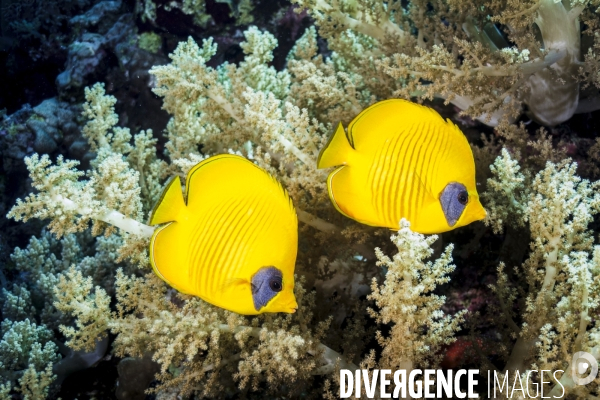 Biodiversite et plongee sous marine en mer Rouge