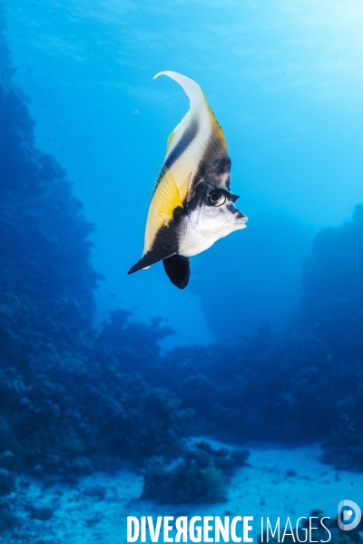 Biodiversite et plongee sous marine en mer Rouge