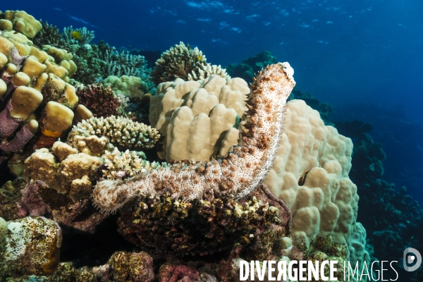 Biodiversite et plongee sous marine en mer Rouge