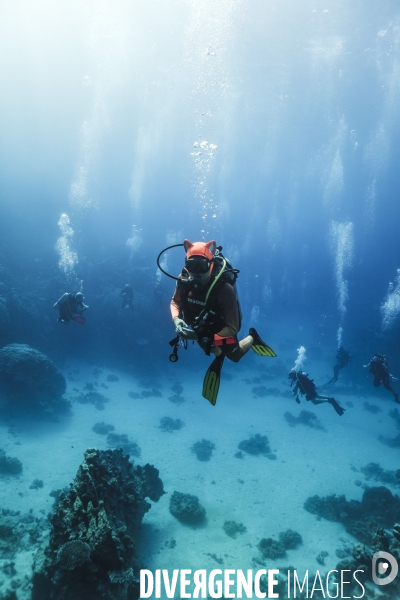 Biodiversite et plongee sous marine en mer Rouge