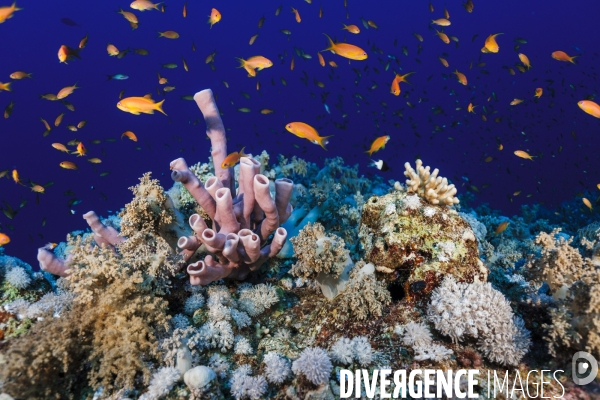 Biodiversite et plongee sous marine en mer Rouge
