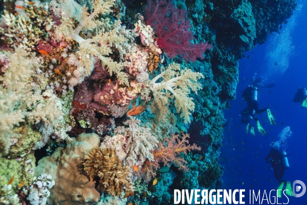 Biodiversite et plongee sous marine en mer Rouge