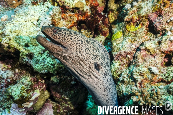 Biodiversite et plongee sous marine en mer Rouge