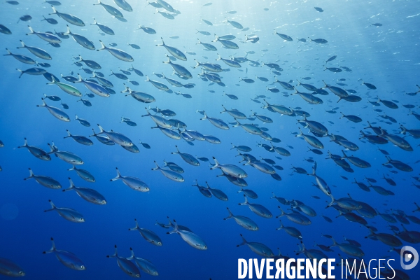 Biodiversite et plongee sous marine en mer Rouge