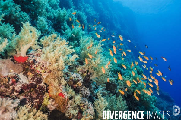Biodiversite et plongee sous marine en mer Rouge