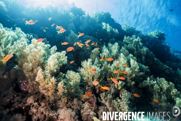 Biodiversite et plongee sous marine en mer Rouge
