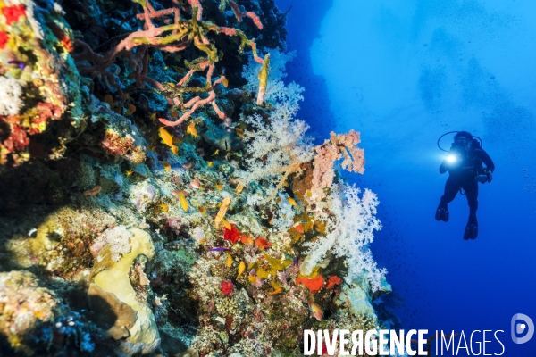 Biodiversite et plongee sous marine en mer Rouge