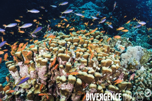 Biodiversite et plongee sous marine en mer Rouge