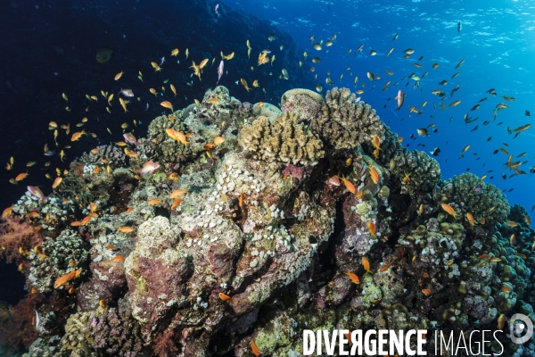 Biodiversite et plongee sous marine en mer Rouge