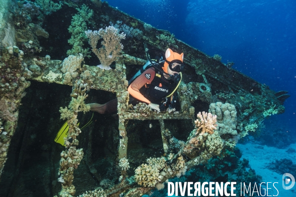 Biodiversite et plongee sous marine en mer Rouge