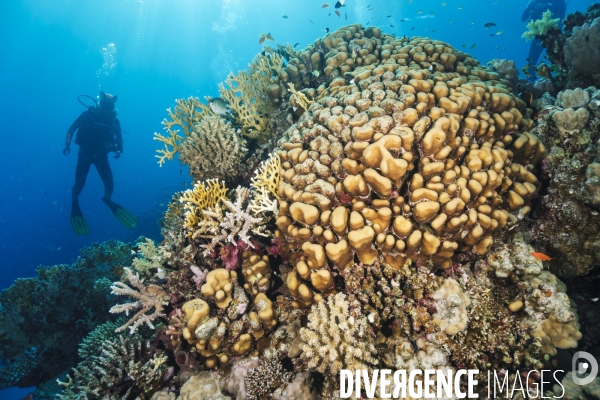 Biodiversite et plongee sous marine en mer Rouge