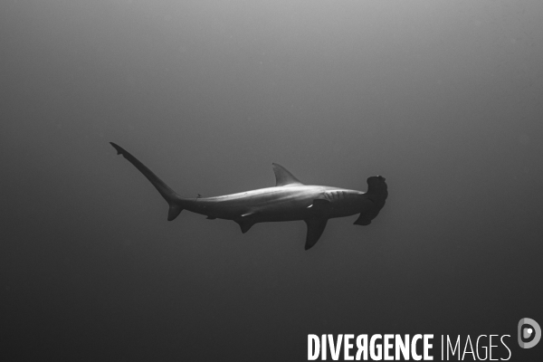 Biodiversite et plongee sous marine en mer Rouge