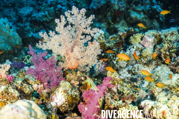 Biodiversite et plongee sous marine en mer Rouge