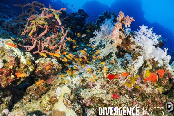 Biodiversite et plongee sous marine en mer Rouge