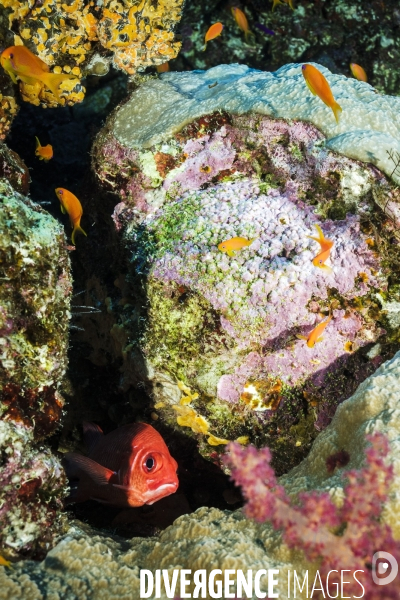 Biodiversite et plongee sous marine en mer Rouge